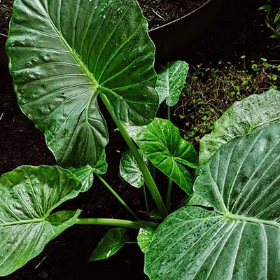 Elephant Ear is a tropical patio plant known for its gigantic leaves.