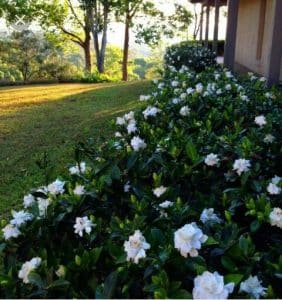 Gardenia Hedges in Perth garden