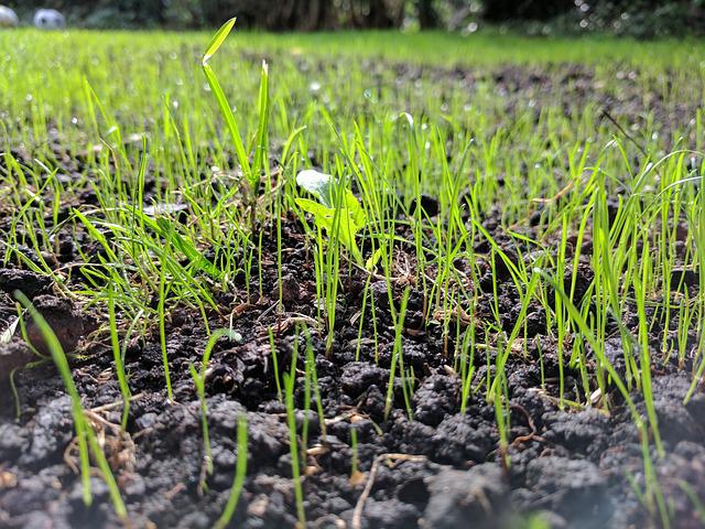 lawn grass growing from seed