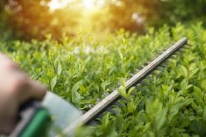 Image of a hedge maintenance