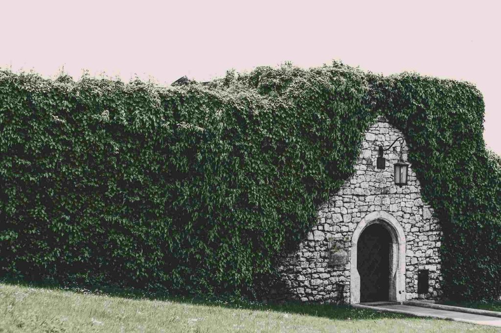 Hedging plants over a stone entryway