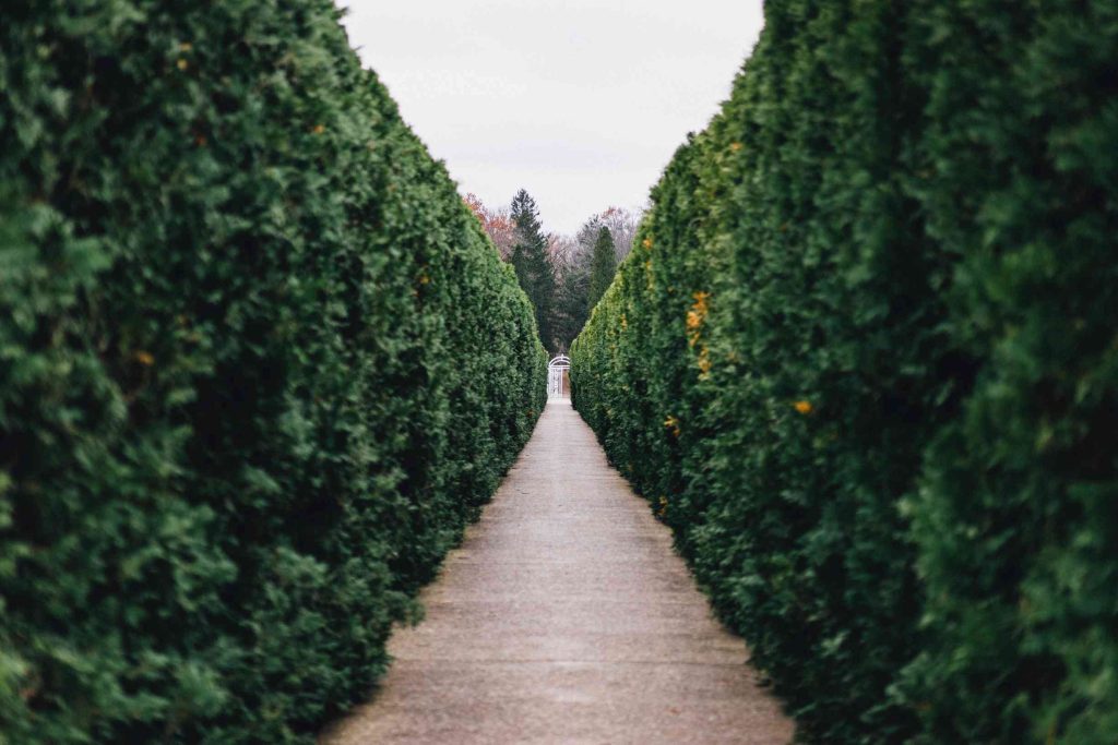 Image of hedges either side of a path in a garden.