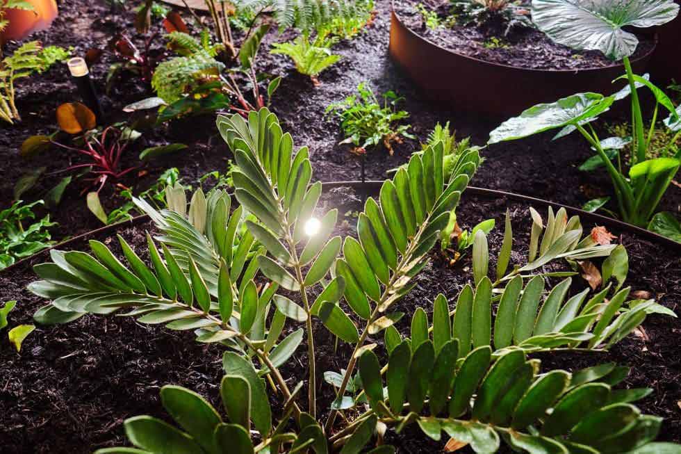 Image of a tropical garden in Perth