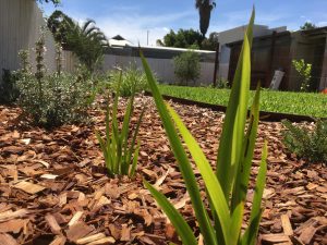 Green plants surrounded by bark mulch