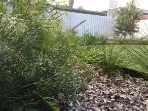 Green bushes and spiky plants planted in mulch