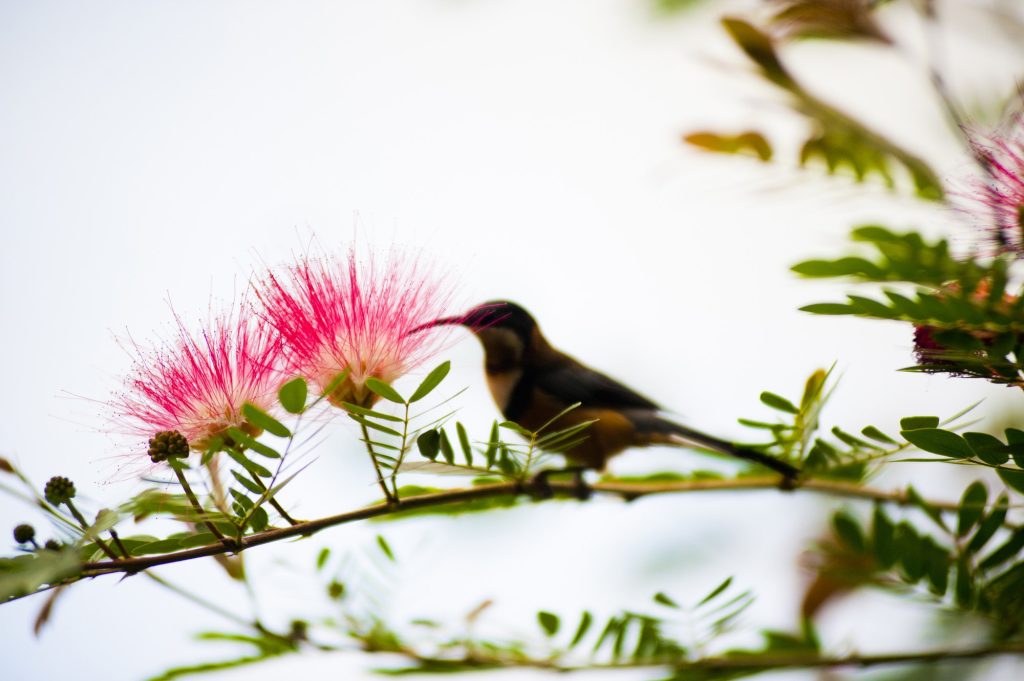 March 29th – Bird Silhouetted at Port Macquarie, Australia