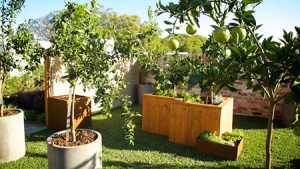 planter boxes and 'Palmetto' grass