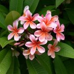 Beautiful Plumeria