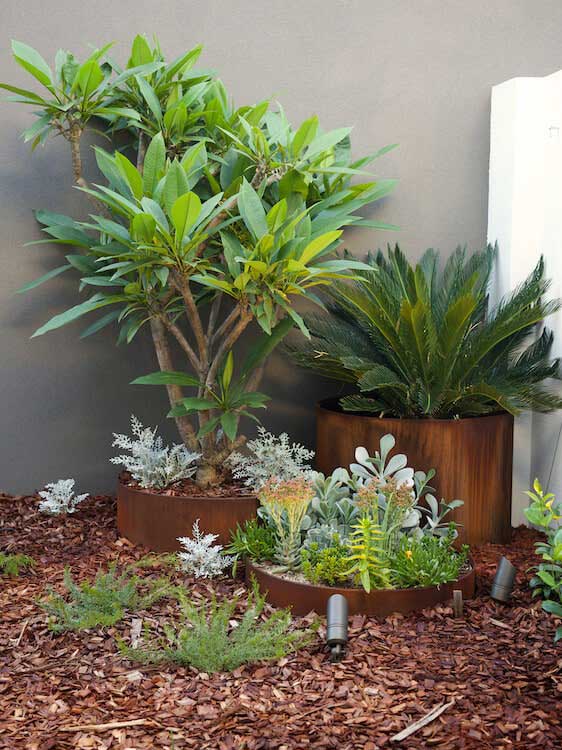 south-perth-plant-choices