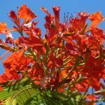 Tropical red flowers perth