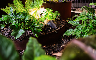 Image of tropical landscape design garden planting